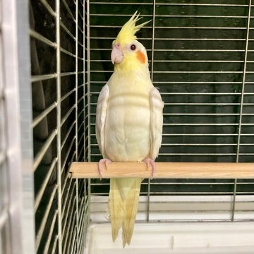 ご来店お待ちしております🦜🎶