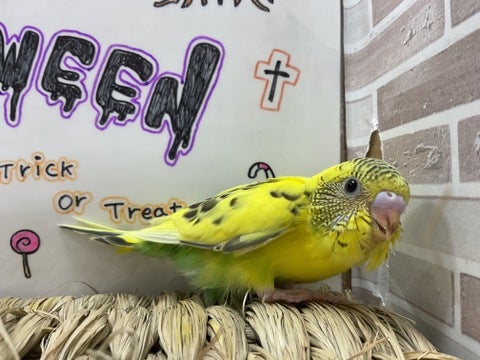 ピヨピヨ🐣