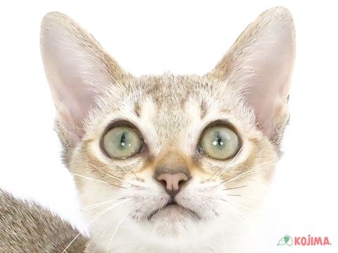 埼玉県のシンガプーラ (コジマ和光店/2024年6月19日生まれ/女の子/セピアアグーティ)の子猫