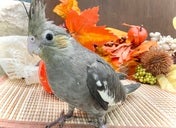 オカメインコ(ナミ)