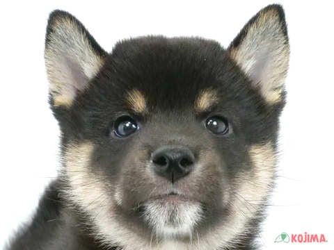 千葉県の柴犬(標準サイズ) (コジマウエルケアセンター/2024年7月25日生まれ/男の子/黒)の子犬