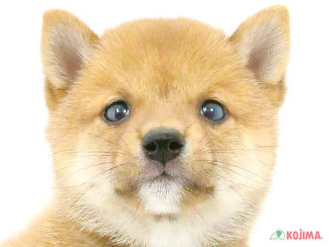 千葉県の豆柴 (コジマウエルケアセンター/2024年7月27日生まれ/男の子/赤)の子犬