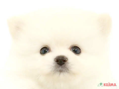 千葉県のポメラニアン (コジマウエルケアセンター/2024年7月27日生まれ/男の子/クリーム)の子犬