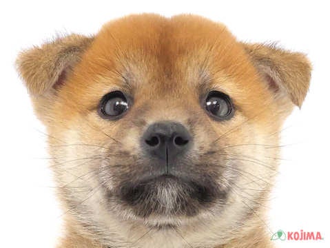 千葉県の柴犬(標準サイズ) (コジマウエルケアセンター/2024年7月30日生まれ/男の子/赤)の子犬