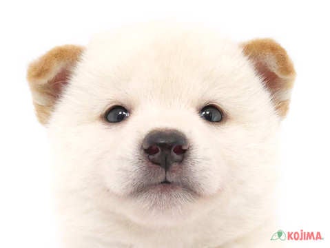 千葉県の柴犬(標準サイズ) (コジマウエルケアセンター/2024年7月27日生まれ/男の子/白)の子犬