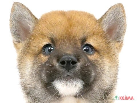 千葉県の柴犬(標準サイズ) (コジマウエルケアセンター/2024年7月29日生まれ/女の子/赤)の子犬