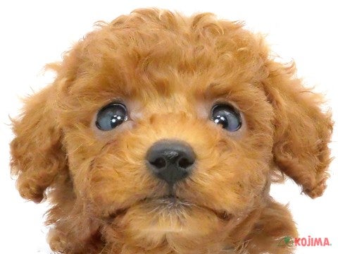 千葉県のトイプードル(トイ) (コジマウエルケアセンター/2024年7月27日生まれ/男の子/レッド)の子犬