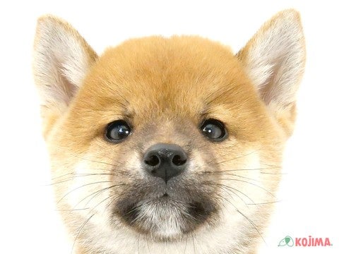 千葉県の柴犬(標準サイズ) (コジマウエルケアセンター/2024年7月29日生まれ/男の子/赤)の子犬