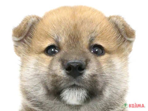 千葉県の柴犬(標準サイズ) (コジマウエルケアセンター/2024年7月30日生まれ/男の子/赤)の子犬