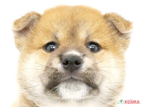 埼玉県の柴犬(標準サイズ) (コジマ戸田公園店/2024年7月30日生まれ/男の子/赤)の子犬