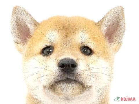 埼玉県の柴犬(標準サイズ) (コジマ三郷店/2024年8月2日生まれ/男の子/赤)の子犬