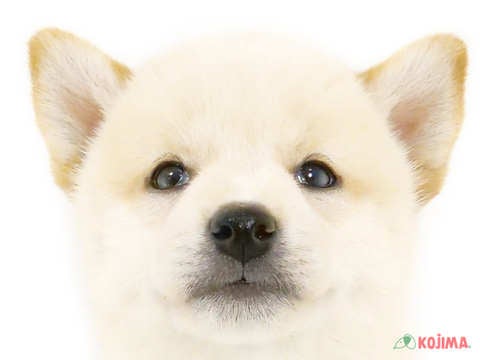 神奈川県の柴犬(標準サイズ) (コジマアリオ橋本店/2024年8月1日生まれ/男の子/白)の子犬