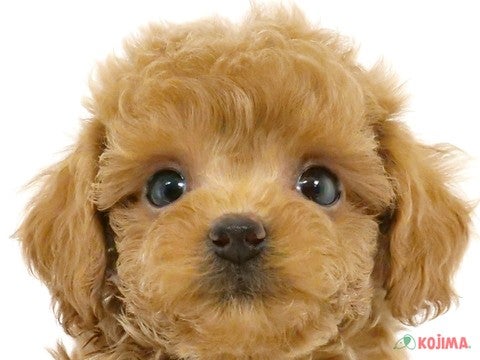 茨城県のトイプードル(トイ) (コジマイーアスつくば店/2024年8月2日生まれ/女の子/レッド)の子犬