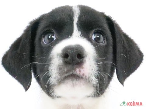 千葉県のハーフ犬（ポインターボーダー） (コジマウエルケアセンター/2024年8月4日生まれ/女の子/ブラックホワイト)の子犬