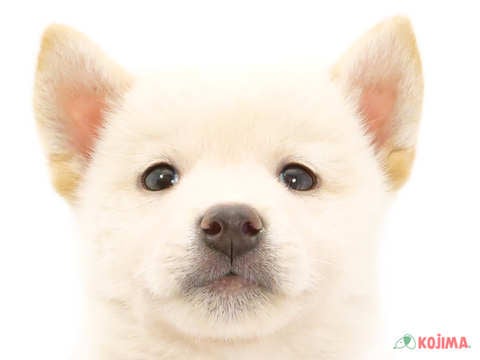 千葉県の柴犬(標準サイズ) (コジマウエルケアセンター/2024年8月3日生まれ/男の子/白)の子犬