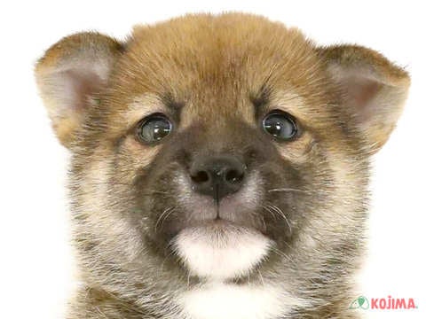 千葉県の柴犬(標準サイズ) (コジマウエルケアセンター/2024年8月2日生まれ/男の子/赤)の子犬