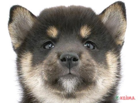 千葉県の柴犬(標準サイズ) (コジマウエルケアセンター/2024年8月3日生まれ/女の子/黒)の子犬