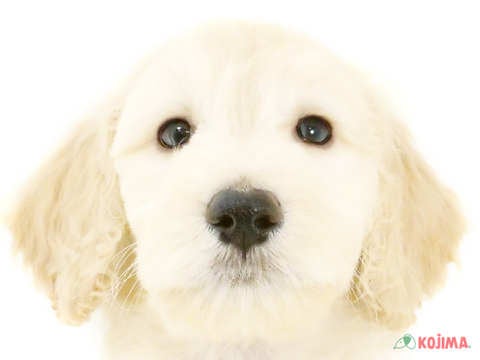 千葉県のハーフ犬・ミックス犬 (コジマウエルケアセンター/2024年8月1日生まれ/男の子/アプリコット)の子犬