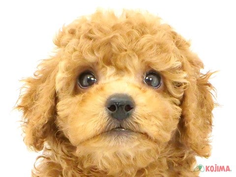 東京都のミニチュアプードル (コジマ府中店/2024年7月31日生まれ/男の子/レッドフォーン)の子犬