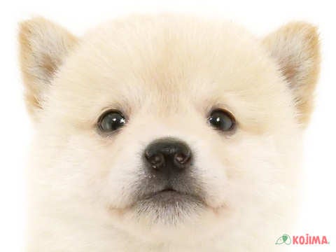 千葉県の柴犬(標準サイズ) (コジマウエルケアセンター/2024年8月2日生まれ/男の子/白)の子犬