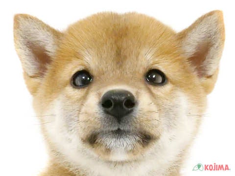 千葉県の柴犬(標準サイズ) (コジマウエルケアセンター/2024年8月4日生まれ/男の子/赤)の子犬