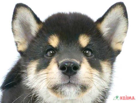 千葉県の柴犬(標準サイズ) (コジマウエルケアセンター/2024年8月5日生まれ/男の子/黒)の子犬