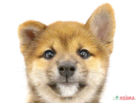 埼玉県の柴犬(標準サイズ) (コジマ三郷店/2024年8月8日生まれ/男の子/赤)の子犬