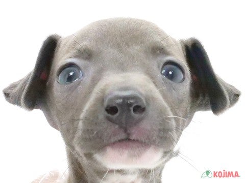 埼玉県のイタリアングレーハウンド (コジマ和光店/2024年8月9日生まれ/男の子/ブルーホワイト)の子犬