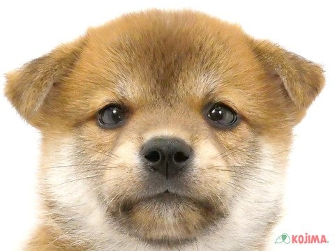 東京都の柴犬(標準サイズ) (コジマ木場店/2024年8月9日生まれ/女の子/赤)の子犬