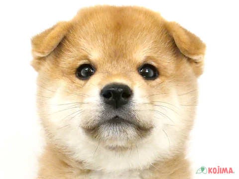 埼玉県の柴犬(標準サイズ) (コジマ和光店/2024年8月12日生まれ/男の子/赤)の子犬