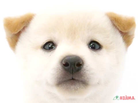 千葉県の豆柴 (コジマウエルケアセンター/2024年8月10日生まれ/男の子/白)の子犬