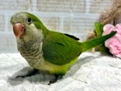 オキナインコ