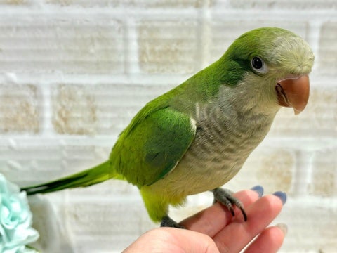 【2024年10月12日撮影】カキカキさせてくれますよ🥰