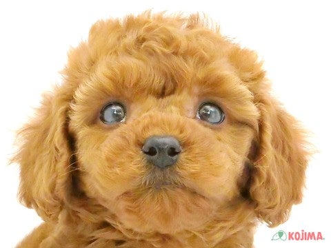 埼玉県のトイプードル(トイ) (コジマ大宮店/2024年8月15日生まれ/男の子/レッド)の子犬