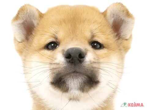 東京都の柴犬(標準サイズ) (コジマ木場店/2024年8月18日生まれ/男の子/赤)の子犬