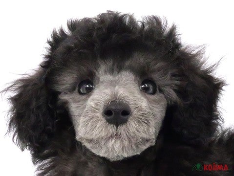 千葉県のミニチュアプードル (コジマアリオ柏店/2024年8月18日生まれ/男の子/グレー)の子犬