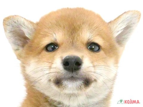 【2024/10/15撮影】日本犬といえば柴ちゃんですね🐶