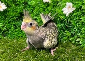 オカメインコ ヒナ(色変わり)