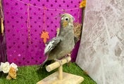 オカメインコ(ナミ)