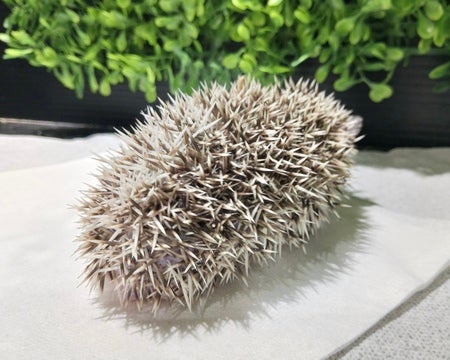 まだまだ小さいハリネズミちゃんです🦔