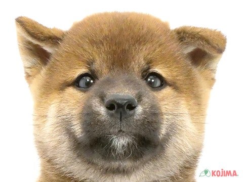 神奈川県の柴犬(標準サイズ) (コジマ横浜青葉店/2024年8月25日生まれ/男の子/赤)の子犬