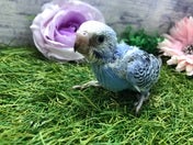 セキセイインコ ヒナ