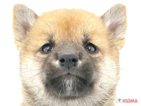 東京都の柴犬(標準サイズ) (コジマ高井戸店/2024年8月26日生まれ/女の子/赤)の子犬