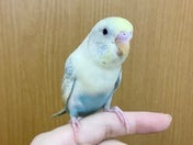 セキセイインコ ヒナ