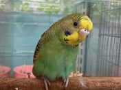 セキセイインコ ヒナ