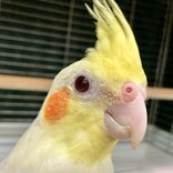 オカメインコ ヒナ