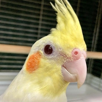 可愛い！とにかく可愛いオカメインコさんです🥰🦜💓2024年10月18日撮影📸