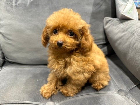 10/29撮影　おとなしめな子です🐶