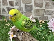 セキセイインコ ヒナ