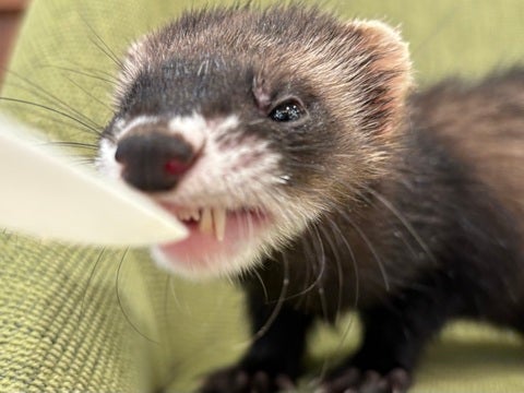 ご飯ガツガツ食べてます！